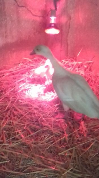 Gasca nr 2 - Tineret 2020