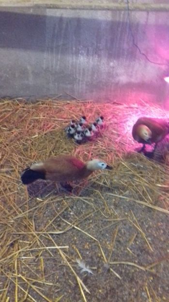 Califari - Tineret 2020