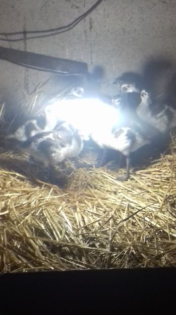 Orinocco - Tineret 2020