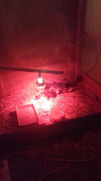 Caroline - Tineret 2020