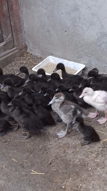 Salbatice pitice gaste de nil - Tineret 2020