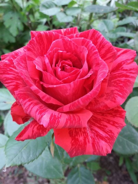 Red intuition - Trandafiri 2017