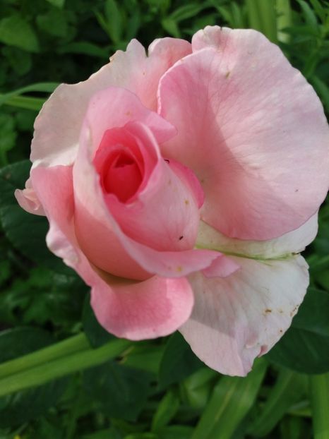 Silvinetta - Trandafiri 2017