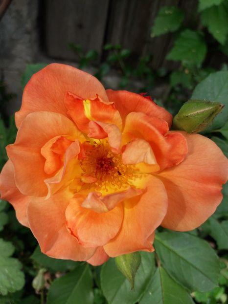 Westerland - Trandafiri 2017