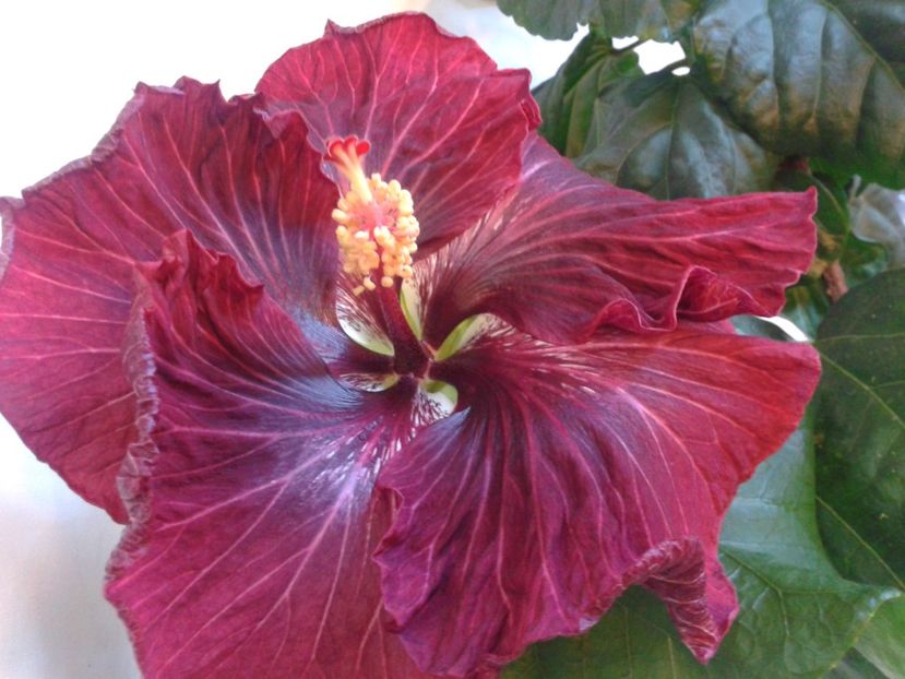 Fotografie0988 - HIBISCUS 2017---2018