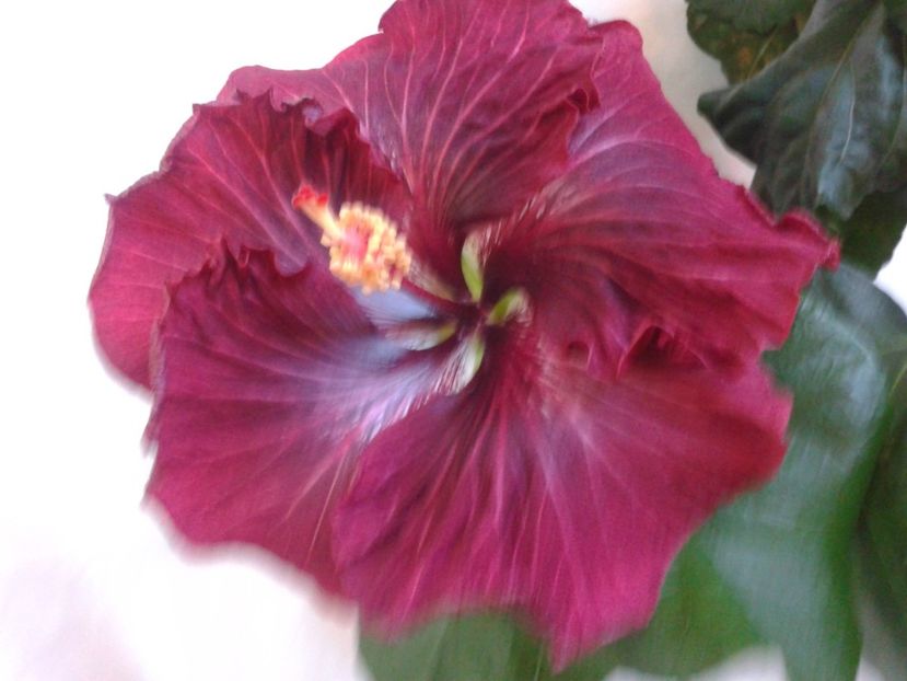 Fotografie0973 - HIBISCUS 2017---2018