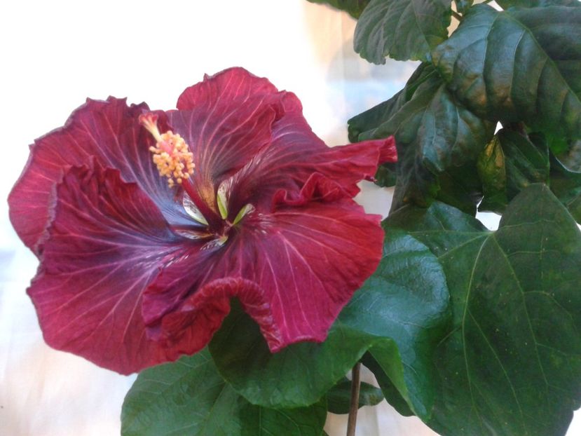 Fotografie0971 - HIBISCUS 2017---2018
