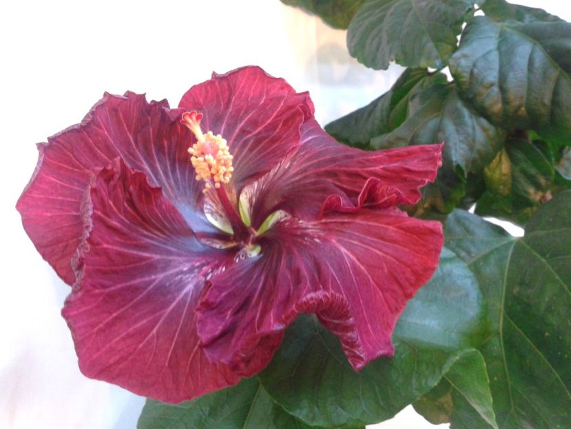 Fotografie0970 - HIBISCUS 2017---2018