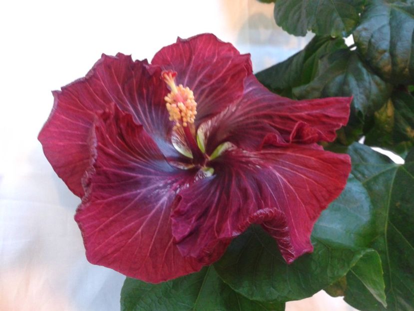 Fotografie0968 - HIBISCUS 2017---2018