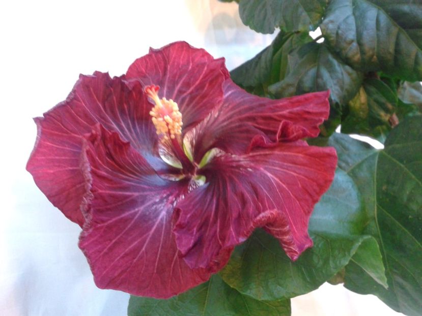 Fotografie0967_1 - HIBISCUS 2017---2018