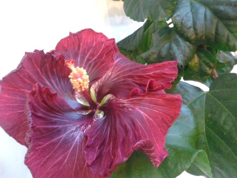 Fotografie0966 - HIBISCUS 2017---2018