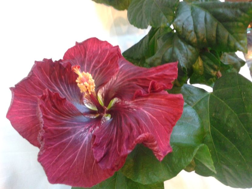 Fotografie0965 - HIBISCUS 2017---2018