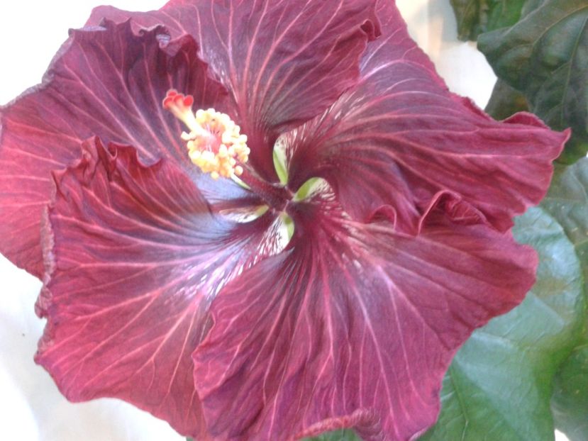 Fotografie0963 - HIBISCUS 2017---2018
