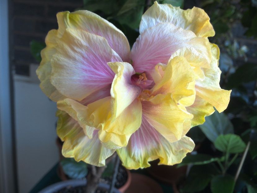 WIN_20170525_134859 - Gator Magic