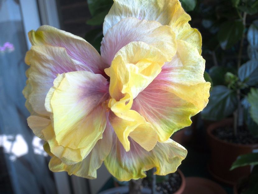 WIN_20170525_134903 - Gator Magic