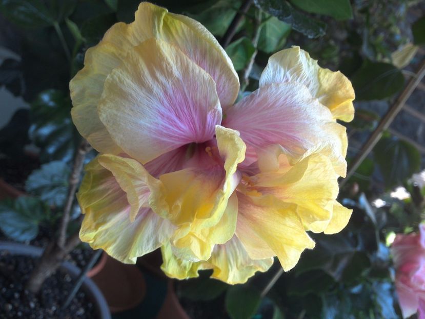 WIN_20170525_134911 - Gator Magic