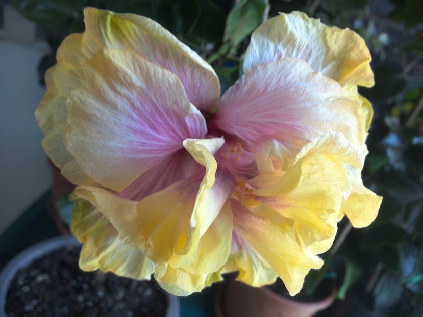 WIN_20170525_134930 - Gator Magic