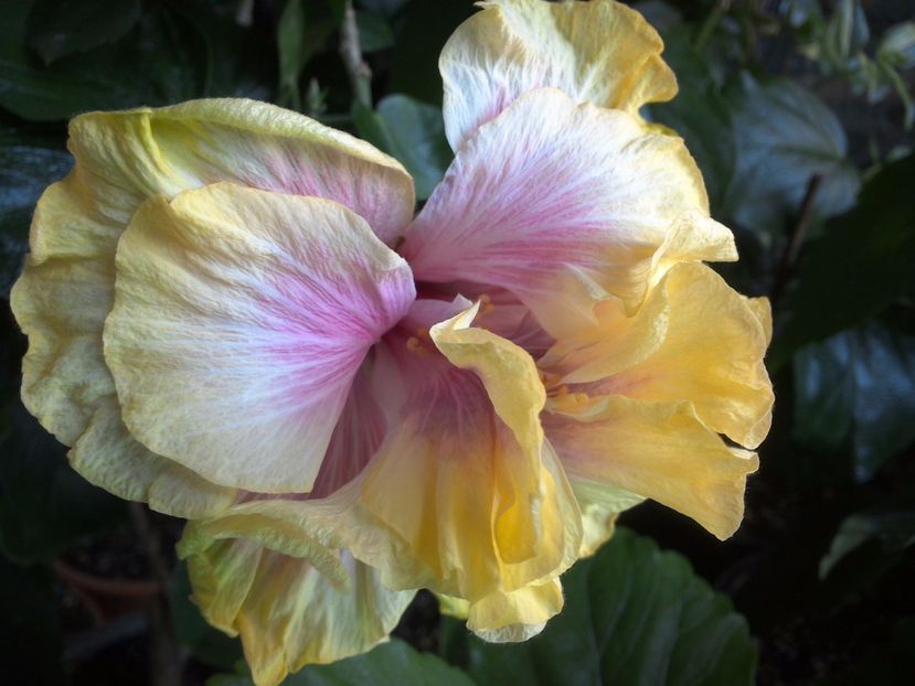 WIN_20170525_135509 - Gator Magic