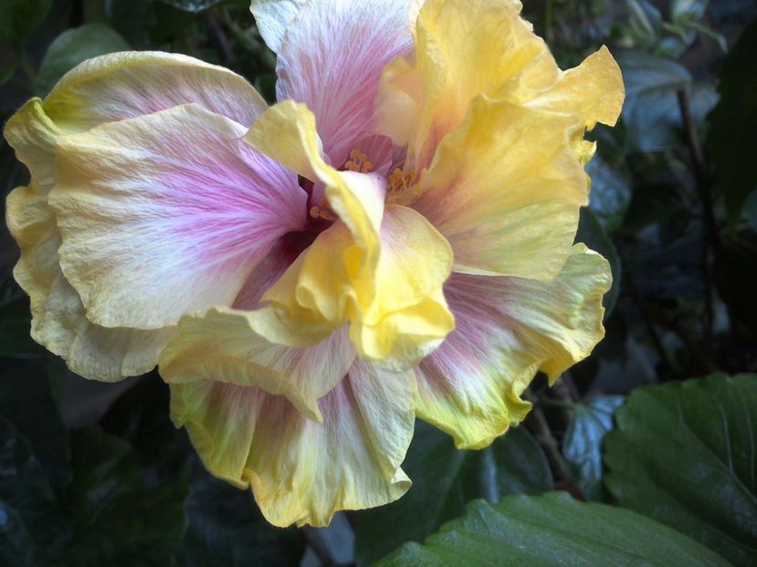 WIN_20170525_135544 - Gator Magic