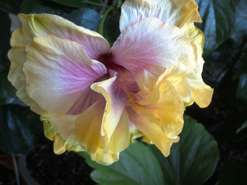 WIN_20170525_135554 - Gator Magic