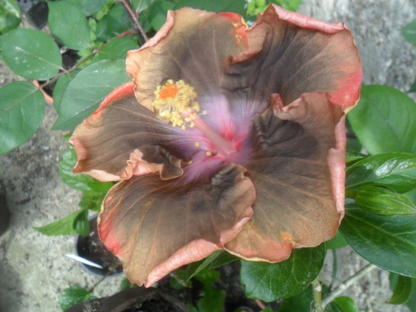  - indian instant coffee