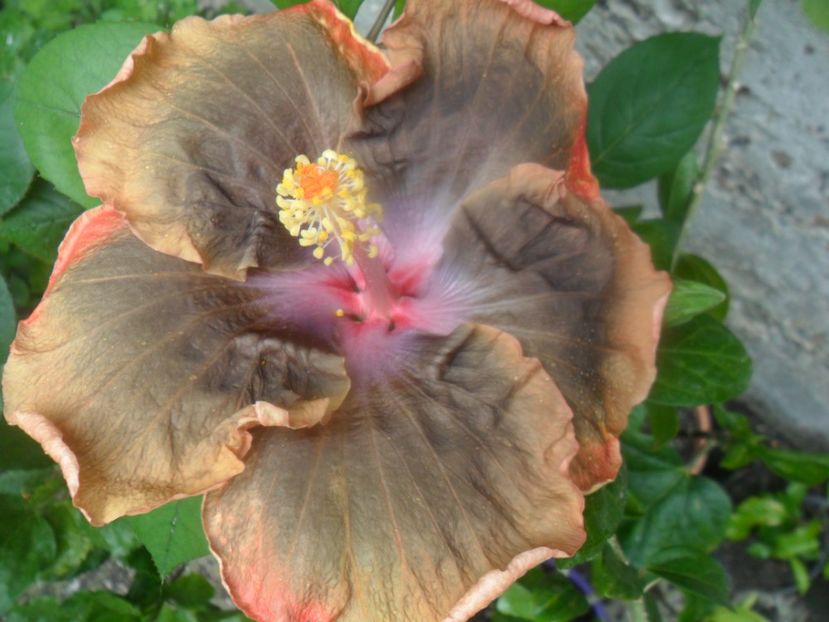  - indian instant coffee