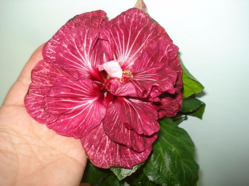  - Hibiscus Tahitian Dragon Lair