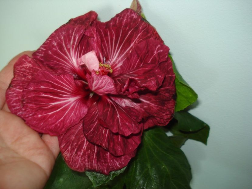  - Hibiscus Tahitian Dragon Lair