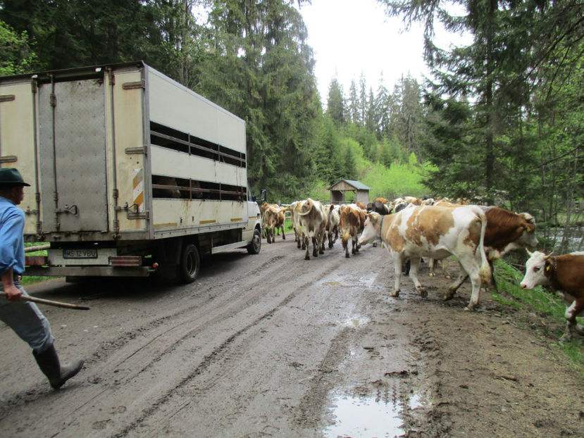 Altii cu vaci in masina - Urcatul la Stana Dealul Alb 2017 primavara