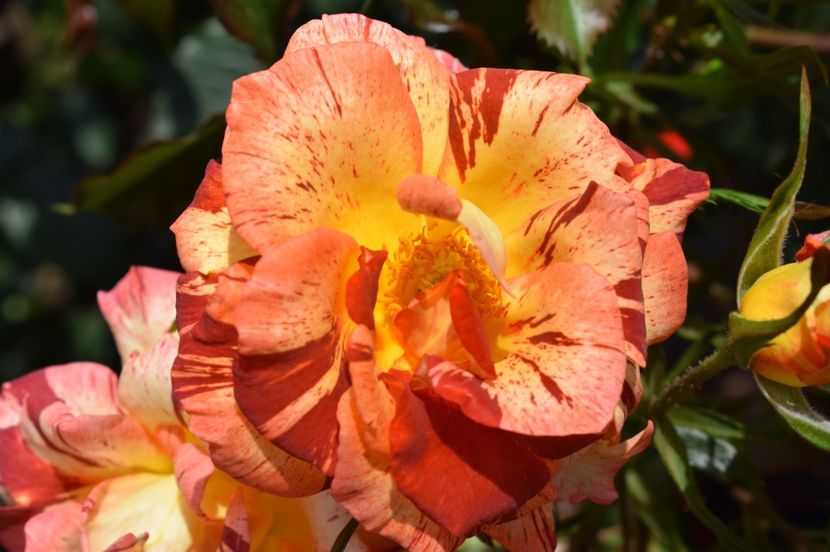 A 27 - SUMMER LODGE 27