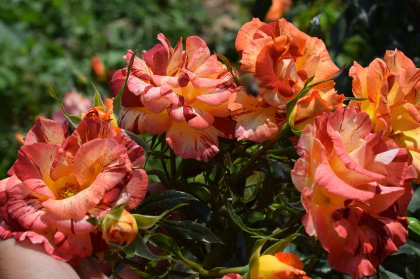 A27 - SUMMER LODGE 27