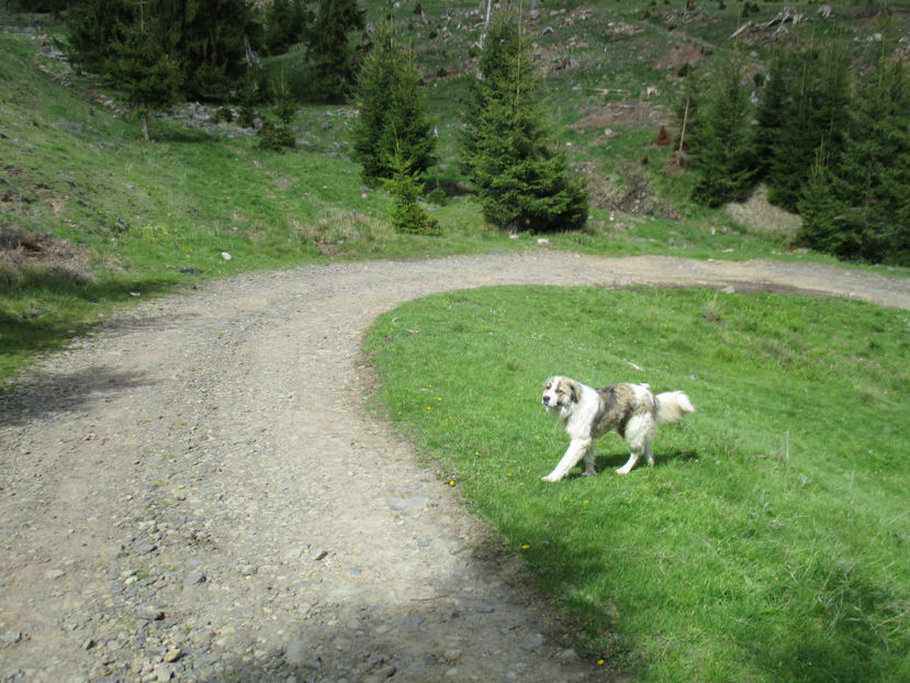 ciobanescul inaintea oilor - Urcatul la Stana Dealul Alb 2017 primavara
