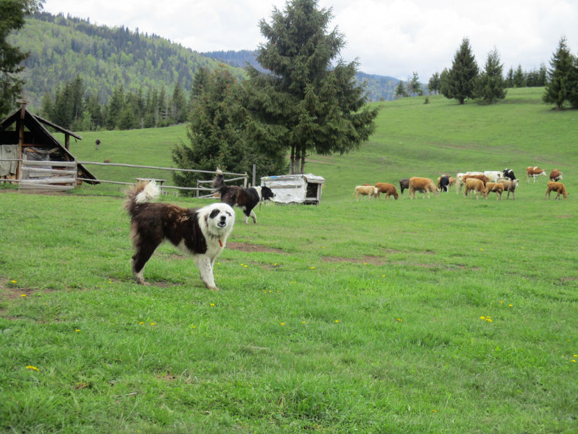 Ciobanestii pe Runc-2 - Urcatul la Stana Dealul Alb 2017 primavara