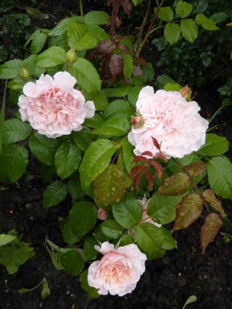 Rose de Tolbiac - Trandafiri mei