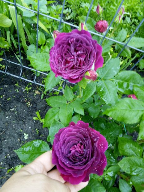 Purple lodge - Trandafiri mei