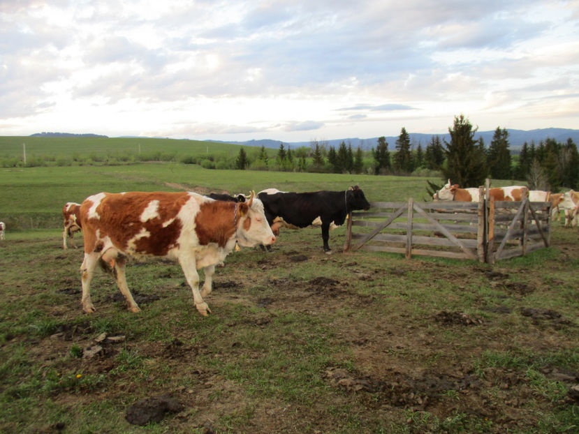 Dimineata 13 Mai - Urcatul la Stana Dealul Alb 2017 primavara