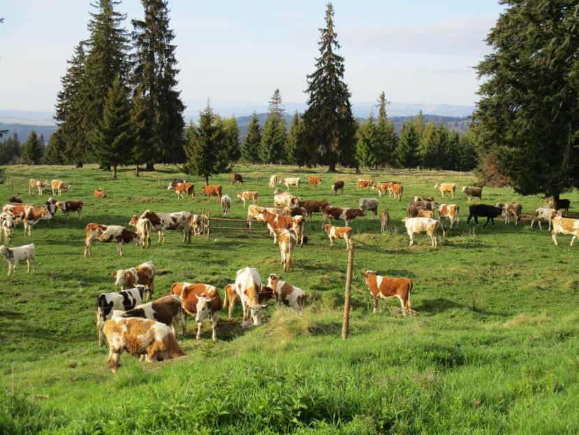 Dimineata devreme - Urcatul la Stana Dealul Alb 2017 primavara