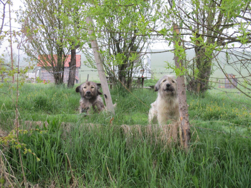 Doi caini la o gradina - Urcatul la Stana Dealul Alb 2017 primavara