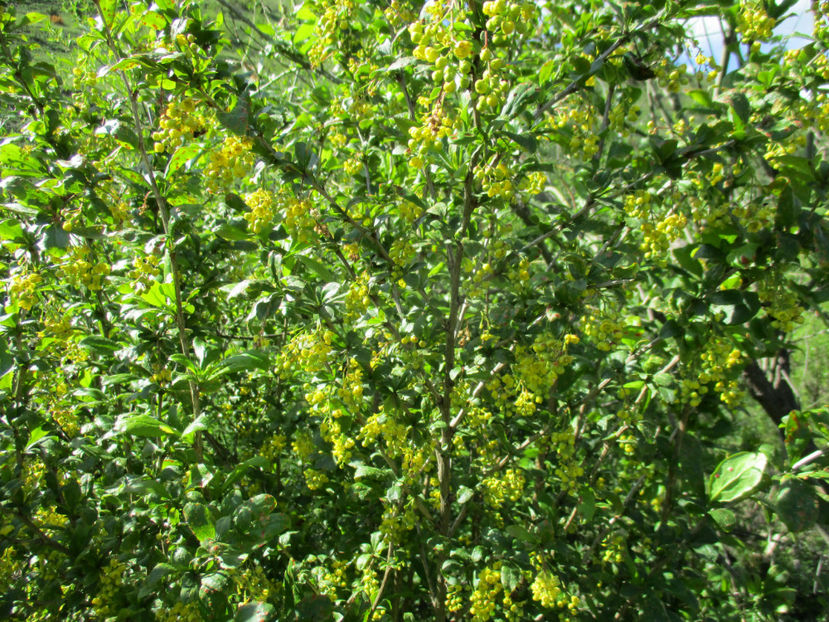 Dracila inflorita - Urcatul la Stana Dealul Alb 2017 primavara