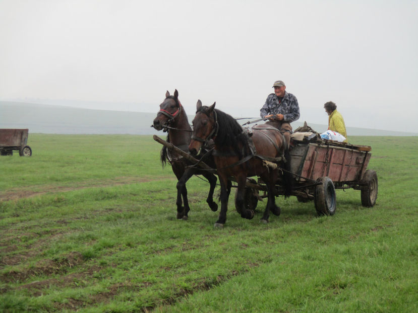 Duc si altii oile - Urcatul la Stana Dealul Alb 2017 primavara