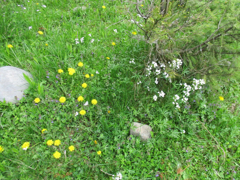 flori de primavara - Urcatul la Stana Dealul Alb 2017 primavara