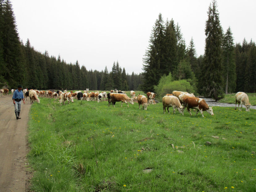 Florin ciobanul-54 - Urcatul la Stana Dealul Alb 2017 primavara