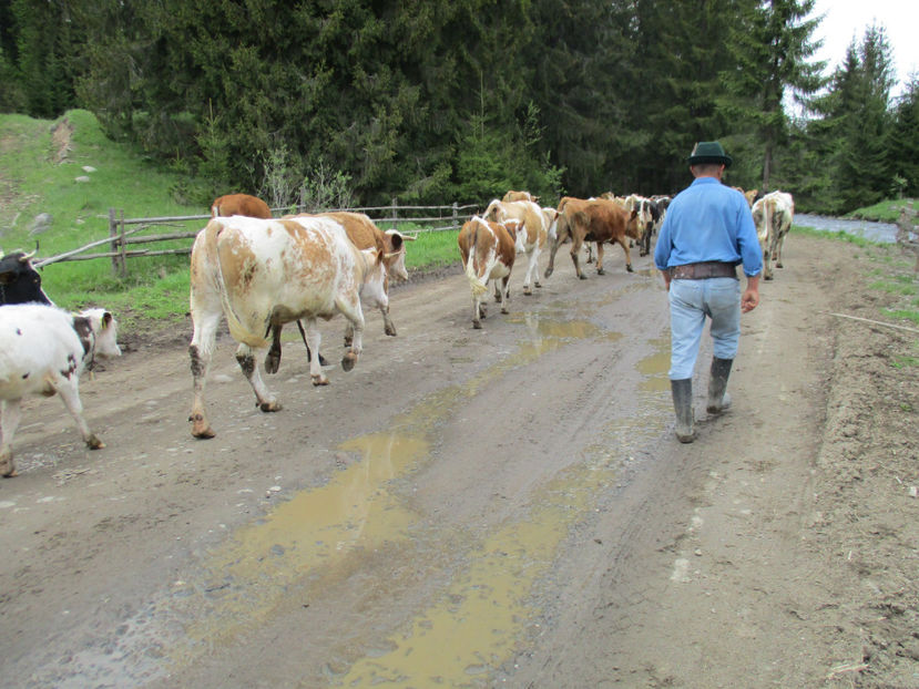 Florin pastorul,,, - Urcatul la Stana Dealul Alb 2017 primavara