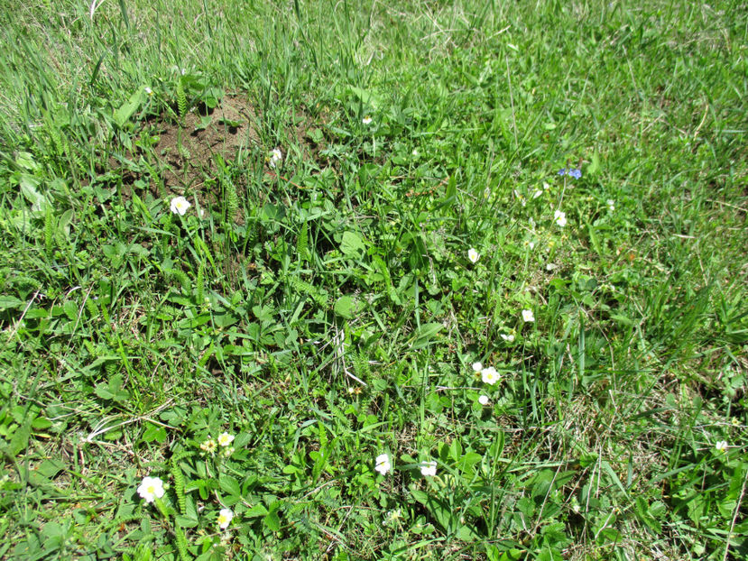 Fragi infloriti in Mai - Urcatul la Stana Dealul Alb 2017 primavara