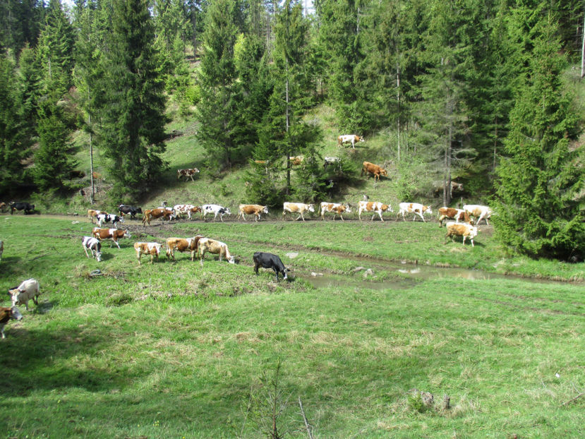 fugi padure ca vin vacile - Urcatul la Stana Dealul Alb 2017 primavara