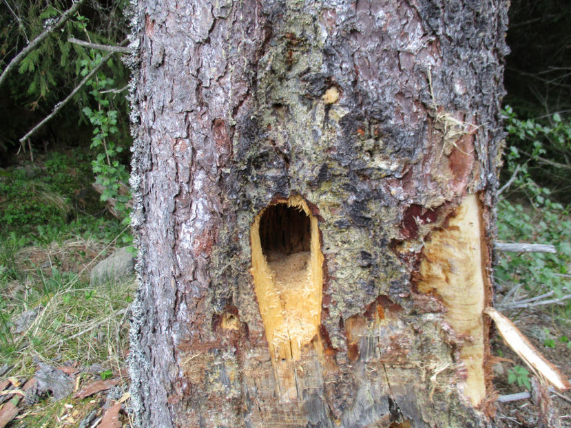 gauri facute de ciocanitori - Urcatul la Stana Dealul Alb 2017 primavara