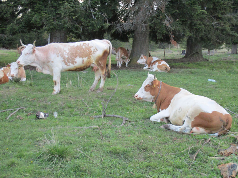 Gina vacuta lui Costea-5gs - Urcatul la Stana Dealul Alb 2017 primavara