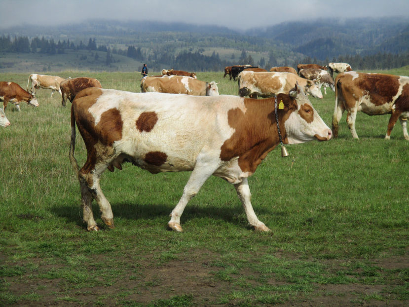 Gina vacuta lui Costea - Urcatul la Stana Dealul Alb 2017 primavara