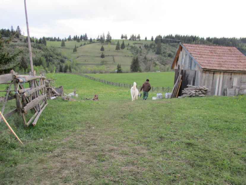 Golim laptele in bidoane - Urcatul la Stana Dealul Alb 2017 primavara