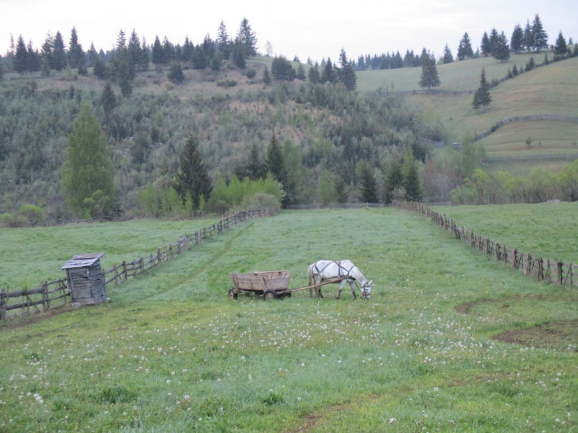 Gradina inverzita bine - Urcatul la Stana Dealul Alb 2017 primavara